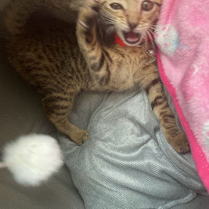 Meet your Posher, Shanelle